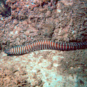Zebra Moray Eel