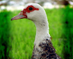Duck 1