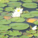 Fragrant Water Lily