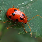 Lady Bird Beetle