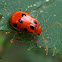 Lady Bird Beetle