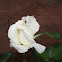 Rosa Blanca