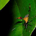 Leaf-footed bug