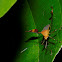 Leaf-footed bug