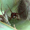 Red Widow Spider