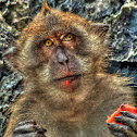 Crab Eating Macaque