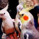 Cacatúa ninfa