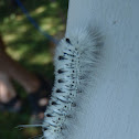 Hickory Tussock Moth
