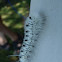 Hickory Tussock Moth