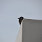 Jackdaw