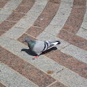 Pigeon