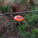 Fly Agaric