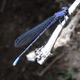 Arthropoding around the arizona