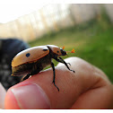 Grapevine Beatle
