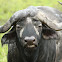 Cape Buffalo
