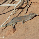 Bosc's Fringe-toed Lizard
