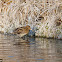Common Snipe