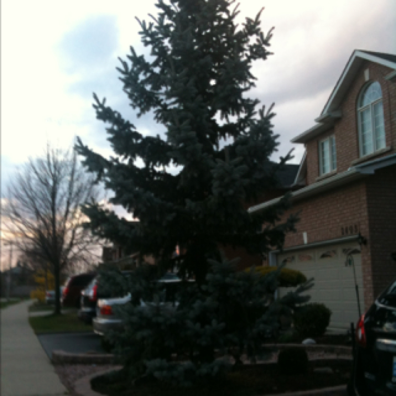 Pine tree