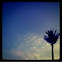 Palm