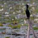 Little Cormorant