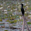 Little Cormorant