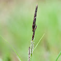 Slender Tufted-sedge