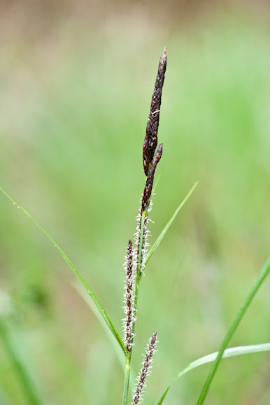 Spotting Image 1