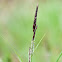 Slender Tufted-sedge