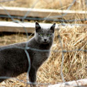 Feral Feline