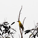 Black naped oriole