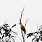 Black naped oriole