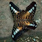 Brown Clipper