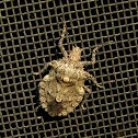 Rough Stink Bug