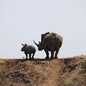 White Rhinoceros