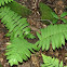 Interrupted Fern