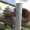 Red Panda