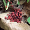 Eastern Boxelder Bugs