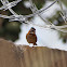 Rufous-Collared Sparrow
