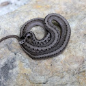 Dekays Brown Snake