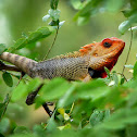 Oriental Garden Lizard