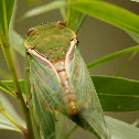 green grocer cicada