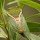 Entomologica of Queensland