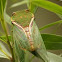 green grocer cicada