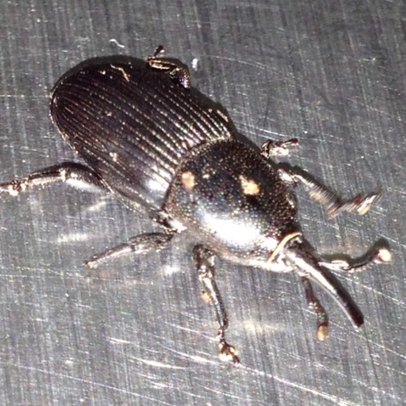 Spotting Image 1