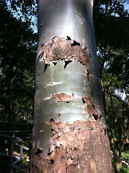 Spotting Image 1