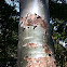 Pacific Madrone
