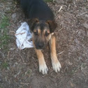 Dog/mutt