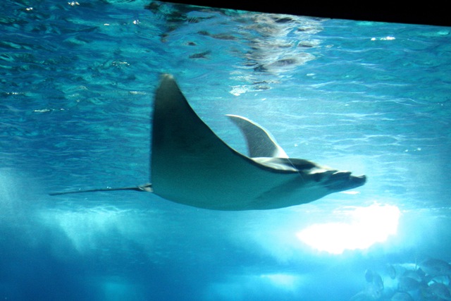 [catfish_oceanario de lisboa[6].jpg]