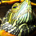 Red-eared slider