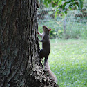 Eastern Gray Squirrel